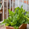 Article image for: Spinach for quick and <i class="tbold">healthy</i> harvests
