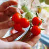 Article image for: Tomatoes for versatile <i class="tbold">home</i> growing