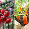 Article image for: Vegetables you can easily grow on your balcony: A simple guide to fresh homegrown produce