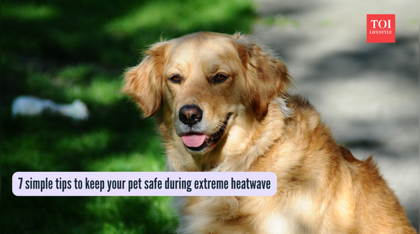 6 simple tips to keep your pet safe during extreme heatwave