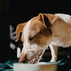 Article image for: Provide them with sufficient drinking water