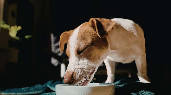Provide them with sufficient drinking water