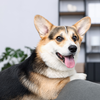 Article image for: Keep your furry <i class="tbold">friends</i> in shade