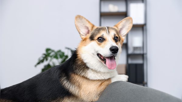 Keep your furry friends in shade