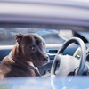 Never leave your pet in the car