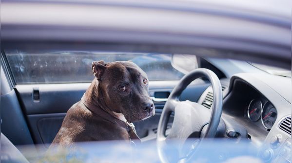 Never leave your pet in the car