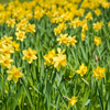 Daffodil