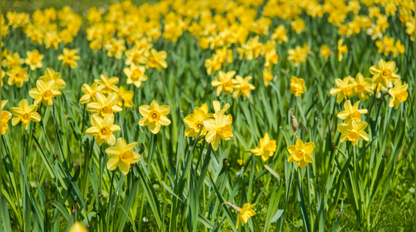 Daffodil