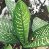 Dieffenbachia