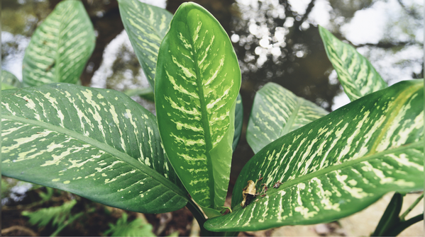 Dieffenbachia