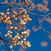 Article image for: Chinaberry tree