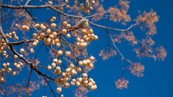 Chinaberry tree