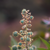 Castor bean