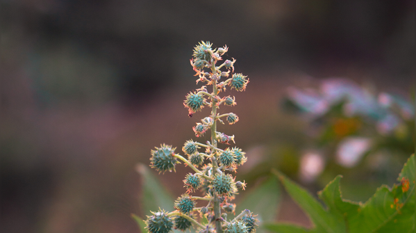 Castor bean
