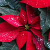 Poinsettia