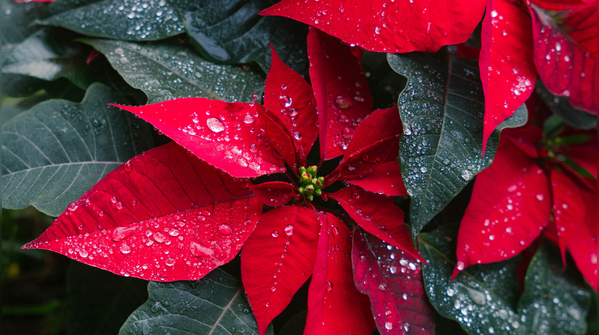Poinsettia