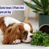 Article image for: From Daffodils to Castor beans 5 Plants that can be deadly for your pet <i class="tbold">dog</i>