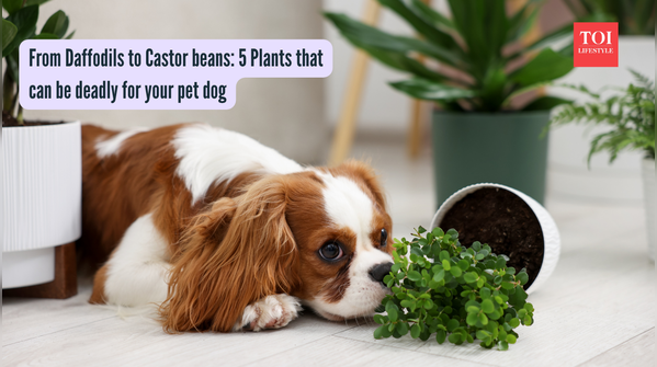 From Daffodils to Castor beans 5 Plants that can be deadly for your pet dog