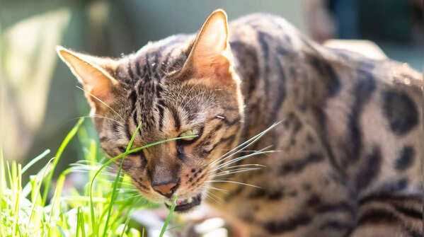 5 cats that could almost pass off as mini tigers, leopards and panthers