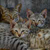 So why do these cats feel so different?