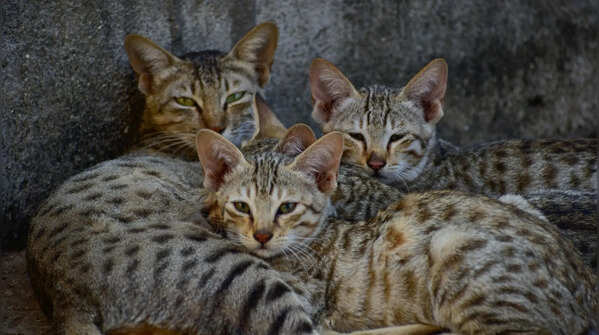 So why do these cats feel so different?