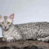 Egyptian Mau