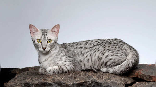 Egyptian Mau