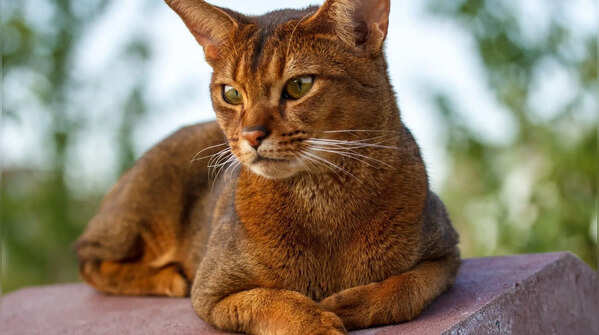 Abyssinian