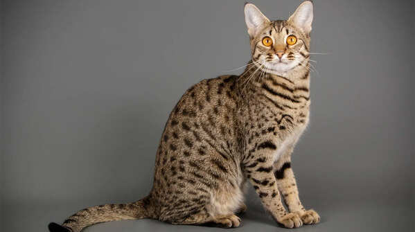 Savannah