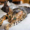 Article image for: Bengal