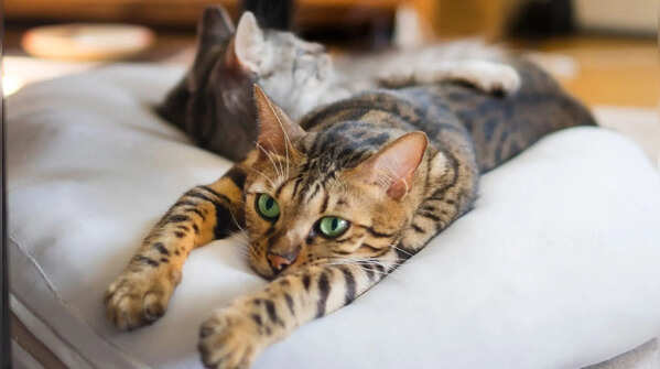 Bengal