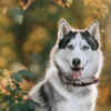 Article image for: Siberian Husky: 7 reasons why this dog breed is good for <i class="tbold">india</i>n family