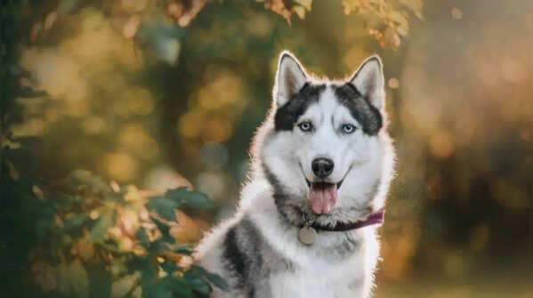 Siberian Husky: 7 reasons why this dog breed is good for Indian family