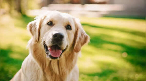 Labrador Retriever – Family dog