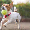 Jack Russell Terrier- Small, active and compact