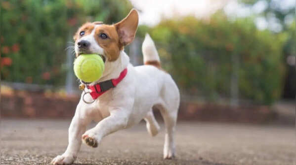 Jack Russell Terrier- Small, active and compact