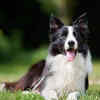 Border Collie- Versatility