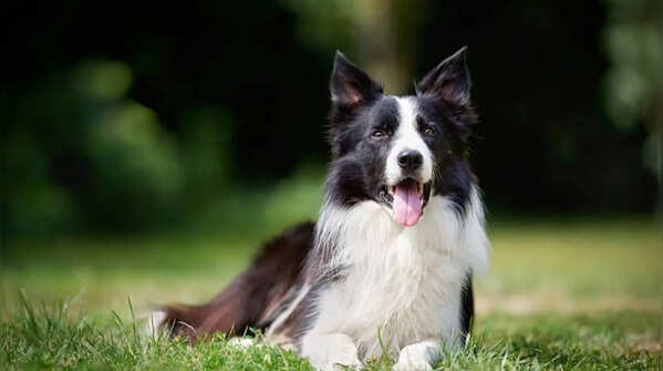 Border Collie- Versatility