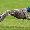 Greyhound – Low maintenance