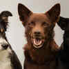 Kelpie - Adaptability and Agility