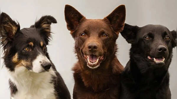 Kelpie - Adaptability and Agility