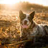Australian Cattle Dog - Heat-resistance