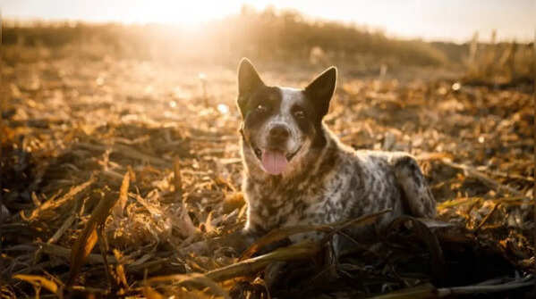 Australian Cattle Dog - Heat-resistance