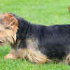 Bull Terriers and Norfolk Terriers