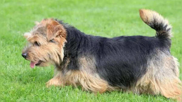 Bull Terriers and Norfolk Terriers