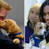 Article image for: Labradors and Beagles: The dogs belonging to <i class="tbold">Prince</i> Harry and Meghan Markle