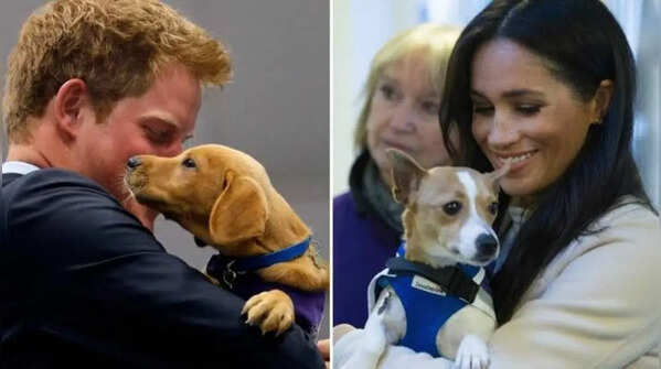 Labradors and Beagles: The dogs belonging to Prince Harry and Meghan Markle