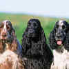 Article image for: The Cocker Spaniels: Modern royal favourite