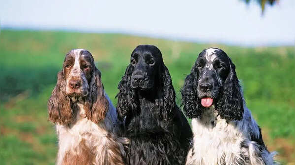 The Cocker Spaniels: Modern royal favourite