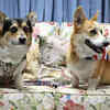 Article image for: Corgis: The most iconic royal companions